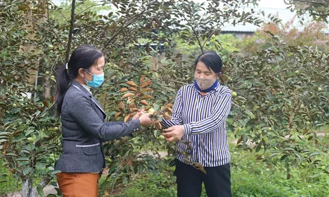 Gỡ ''nút thắt'' cho nông nghiệp hữu cơ