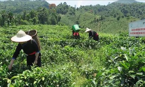 Lào Cai hướng tới sản xuất nông nghiệp không hóa chất