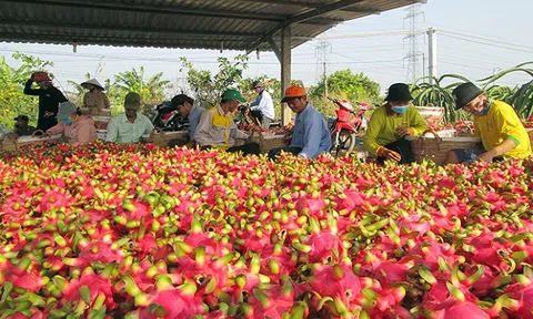 Phát triển bền vững cây thanh long