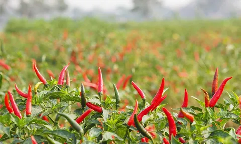 Trồng ớt làm giàu, khó hay dễ?