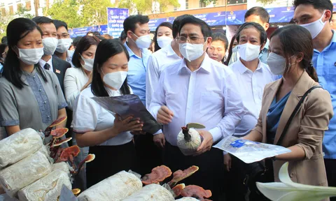 Sinh viên Lâm nghiệp khởi nghiệp từ nấm lim xanh chất lượng cao
