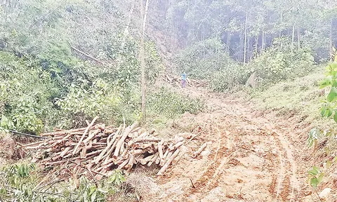 Vườn Quốc gia Tam Ðảo đang bị xâm hại