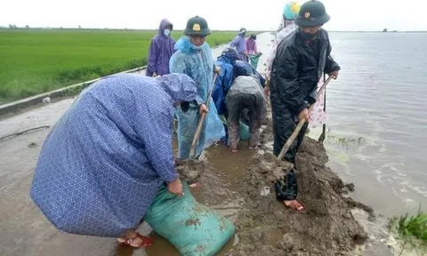 Bộ đội, dân quân dầm mưa giúp dân cứu lúa trước nguy cơ bị ngập
