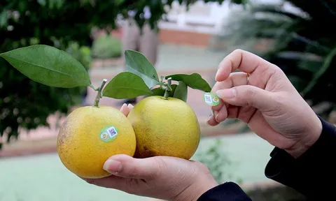 100% sản phẩm OCOP 3 sao trở lên của Nghệ An được đưa lên sàn thương mại điện tử