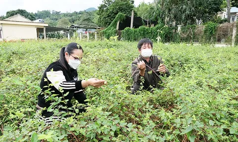 Hướng đi mới từ cây dược liệu dưới tán rừng