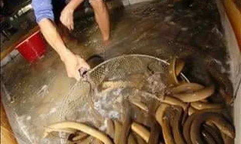 Hậu giang: Nuôi lươn không bùn cho lợi nhuận cao