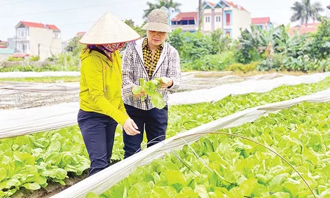 Phát triển kinh tế trang trại góp phần sử dụng hiệu quả đất đai