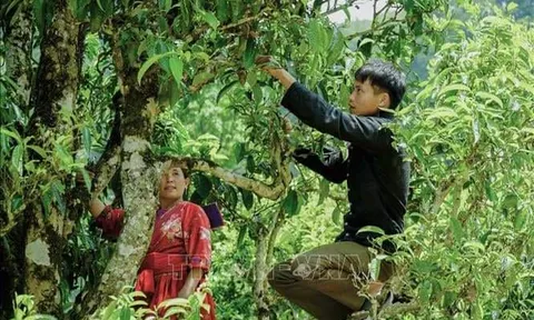 Quần thể chè cổ thụ shan tuyết ở Tủa Chùa