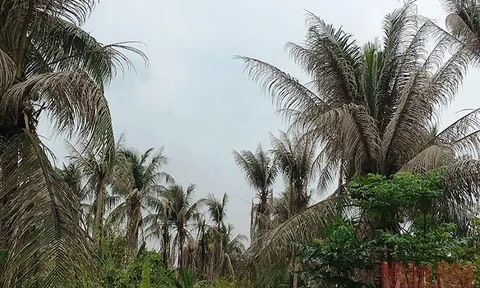 Bến Tre tập trung phòng trừ sâu đầu đen gây hại dừa