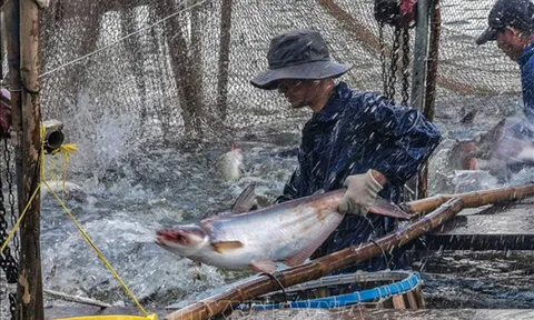Thận trọng khi ồ ạt thả nuôi cá tra