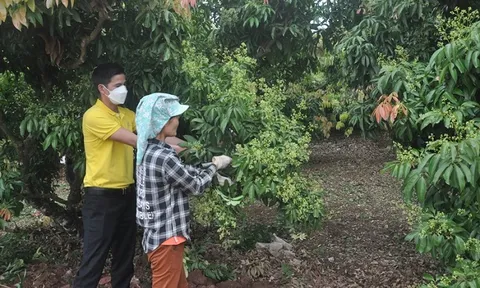 Kỳ vọng một mùa vải ngọt