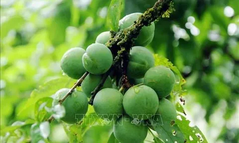 Sơn La: Trồng mận theo hướng hữu cơ, hộ nông dân thu lãi 700 triệu đồng mỗi năm