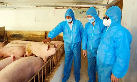 Giải ''bài toán'' khó cho ngành chăn nuôi