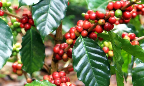 Mức hỗ trợ phí bảo hiểm nông nghiệp từ ngày 24/6/2022 đến hết ngày 31/12/2025
