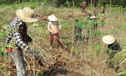 Tạo chuỗi giá trị cho sắn