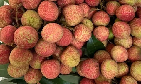 Hội nghị Xúc tiến thương mại vải thiều và sản phẩm tiêu biểu tỉnh Hải Dương năm 2022