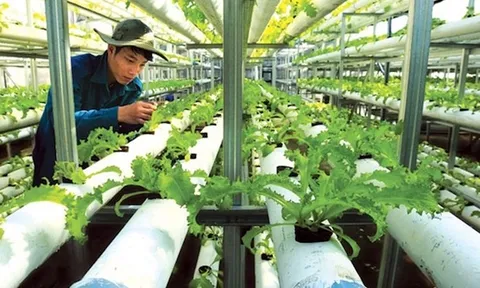 Kinh tế tuần hoàn trong sản xuất nông nghiệp, một xu thế tất yếu hiện nay