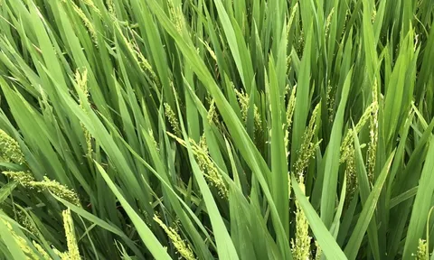 Chia sẻ từ cánh đồng: Cây lúa sạch và hạt gạo ngon