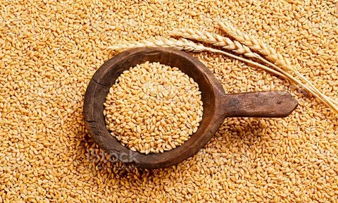 Lúa mì cho năng suất và hàm lượng protein cao hơn