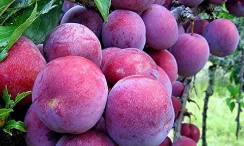 Tháng 5 mùa mận Tam Hoa Kỳ Sơn