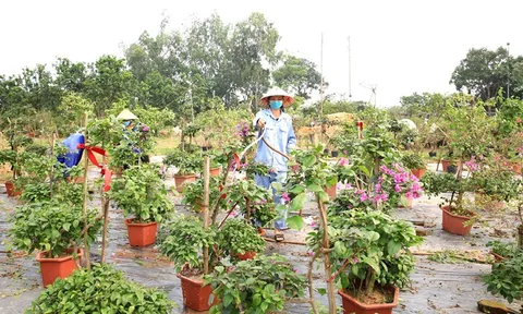 Cần quy hoạch vùng trồng hoa xuất khẩu