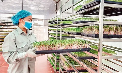 Thúc đẩy sản xuất sạch, nông nghiệp xanh