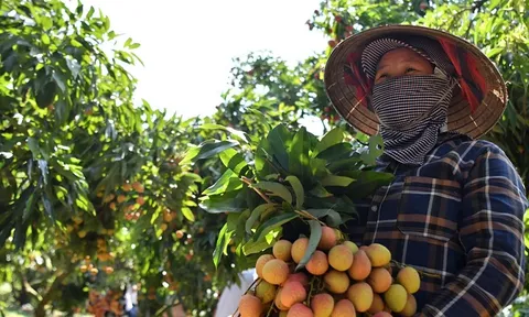 Đẩy mạnh tiêu thụ nông sản vào vụ thu hoạch