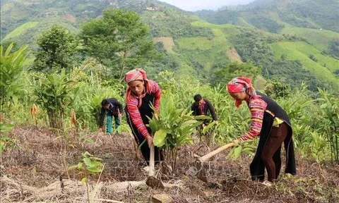 Nỗ lực giảm nghèo ở vùng “lõi” biên giới Mường Tè