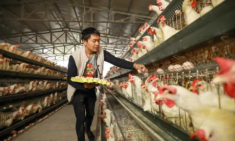 Thị trường Trung Quốc tiêu thụ 28 tỉ cái chân gà mỗi năm