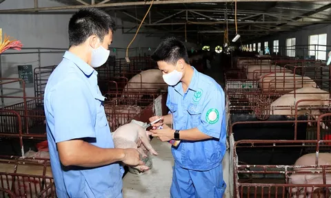 Sản xuất vắc-xin phòng bệnh dịch tả lợn châu Phi: Thêm nhiều cơ hội cho chăn nuôi