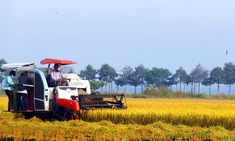 Cơ giới hóa đồng bộ gắn với giống lúa chất lượng cao: Đòi hỏi bức thiết từ thực tế