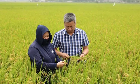 Phát triển chuỗi giá trị lúa gạo đặc sản