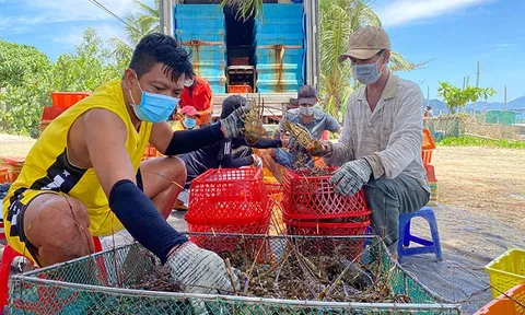 Phát triển nuôi biển công nghệ cao