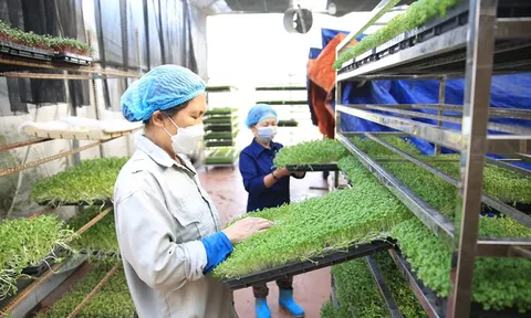 Thúc đẩy sản xuất an toàn, tạo nguồn thực phẩm sạch