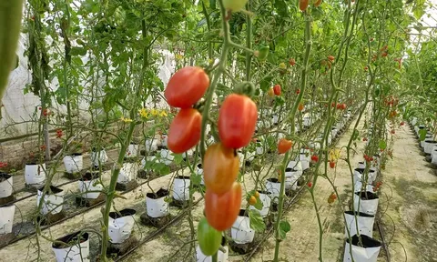 Hợp tác xã An Tâm Farm sản xuất rau ứng dụng công nghệ IoT
