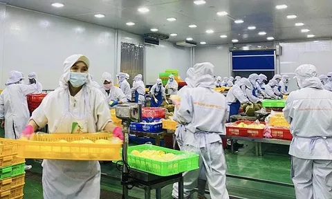 Cơ hội đẩy mạnh xuất khẩu chính ngạch trái cây sang Trung Quốc