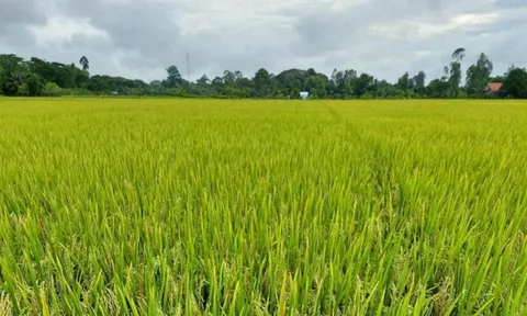 Xu hướng mới: Các tập đoàn lớn đang nhanh chóng triển khai nghiên cứu, sản xuất phân vi sinh
