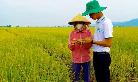 Quảng Bình liên kết sản xuất lúa gạo chất lượng cao