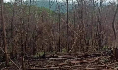Bắc Giang: Yêu cầu kiểm điểm nhiều trạm kiểm lâm vì để xảy ra phá rừng