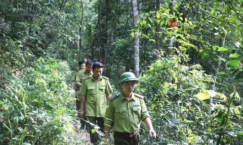 Bắc Giang: Xảy ra hàng loạt vụ tàn phá rừng, cơ quan chức năng vào cuộc