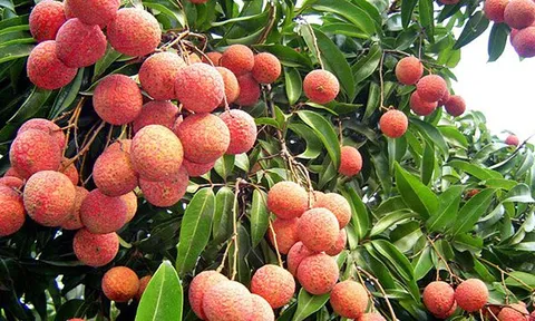 Giải pháp để phát triển bền vững vải thiều Hải Dương