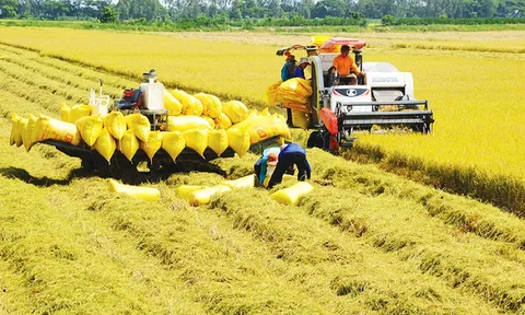 Việt Nam có thể bảo đảm vấn đề an ninh lương thực