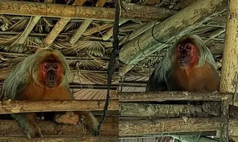Yên Bái: Cần có biện pháp bảo vệ quần thể khỉ mặt đỏ đang có nguy cơ bị xâm hại