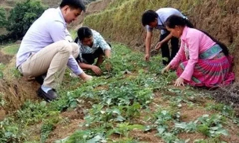 Lào Cai chuyển gần 190ha đất lúa kém hiệu quả sang cây trồng khác