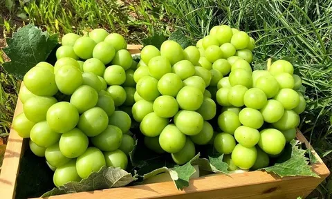 "Cuộc chiến” cây giống ở châu Á