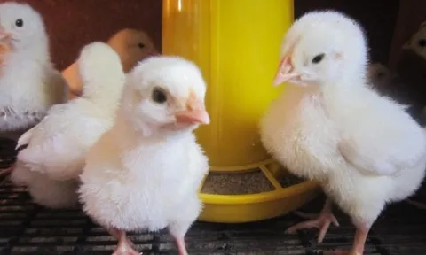 Để ngành chăn nuôi không còn bị nắm yết hầu (kỳ 1)
