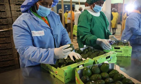 Kenya lần đầu xuất khẩu bơ sang Trung Quốc