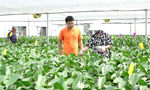 Không để nông nghiệp ven đô phát triển tự phát