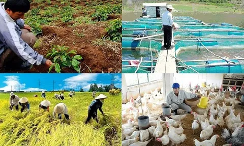 Tám tháng đầu năm 2022: Ngành chăn nuôi phát triển ổn định, xuất khẩu cá tra có dấu hiệu tăng chậm lại