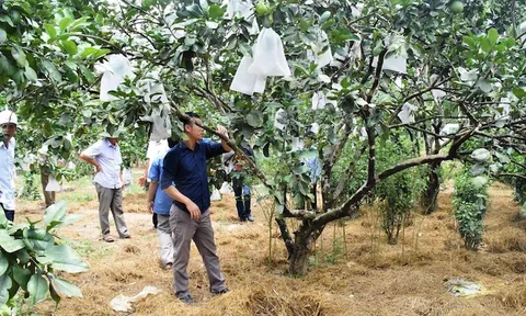Độc đáo Lễ hội Thanh trà Thủy Biều